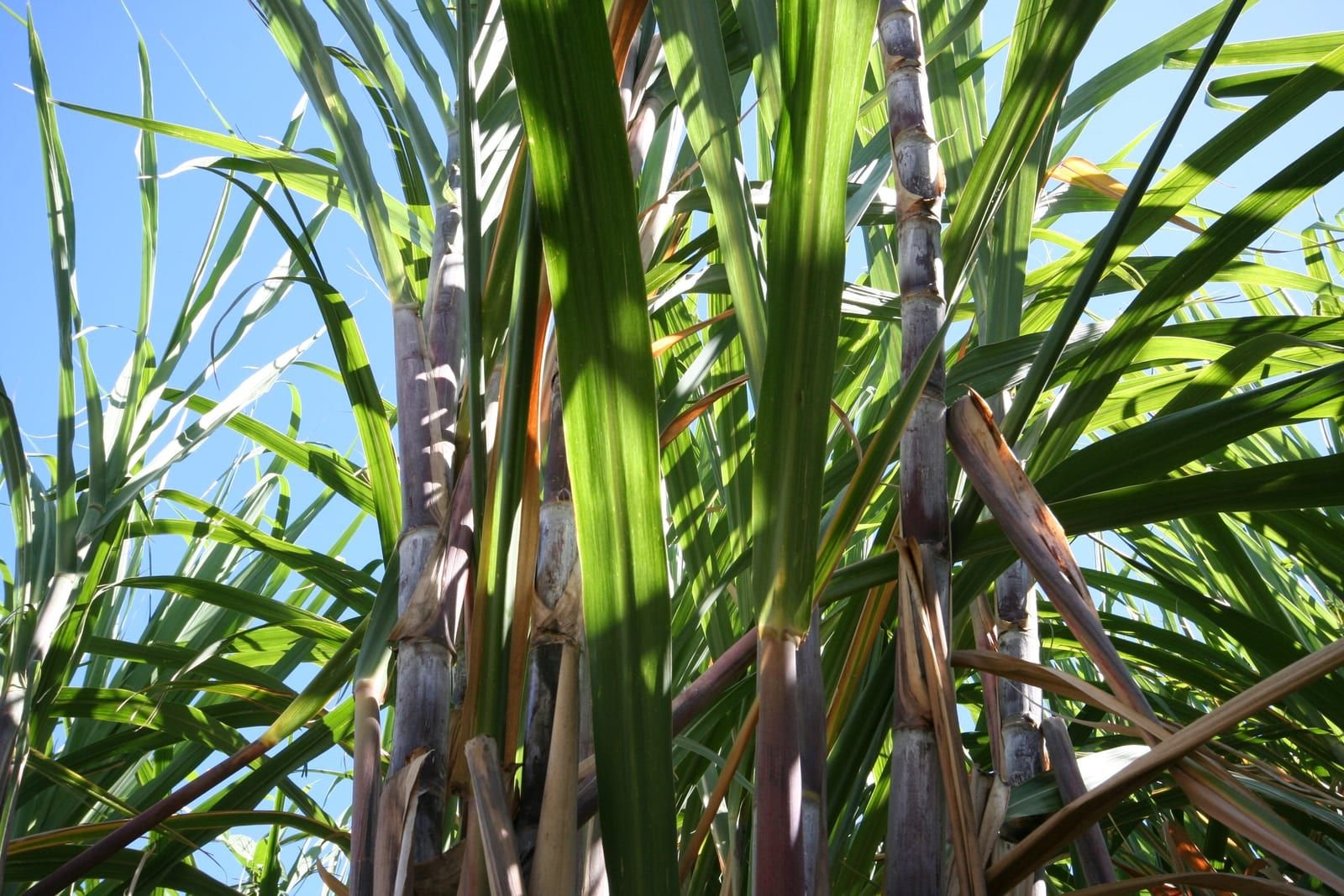 Des tiges de canne à sucre sur pied, feuilles vertes se découpant sur un ciel bleu.